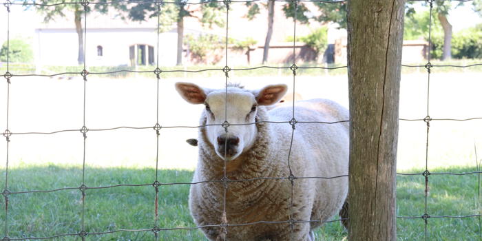  Het perfecte schapenparadijs: een omheining met gaas