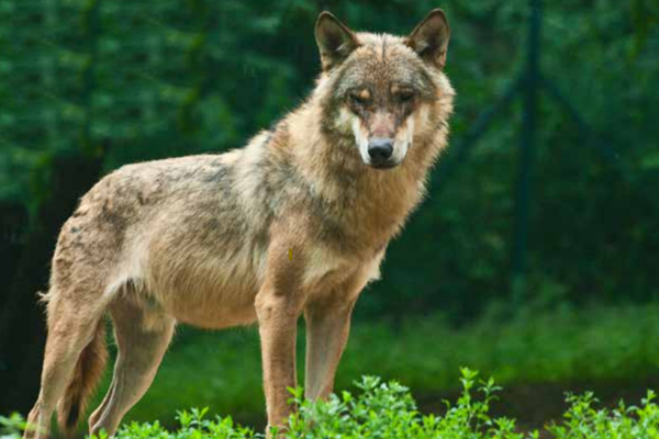 Bescherm uw dieren tegen aanvallen van de wolf