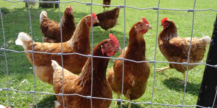 De voordelen van kippenomheiningen met gaas
