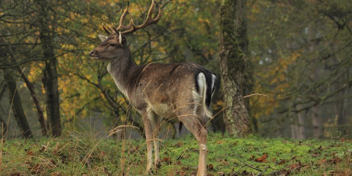 Tijdelijk reeën en herten raster tegen vraat in een inplantingsgebied 