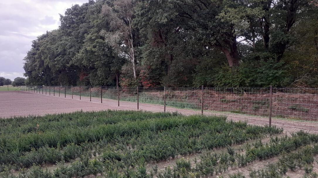 Voorkom reeënvraat in boomkwekerijen met Tornado gaas