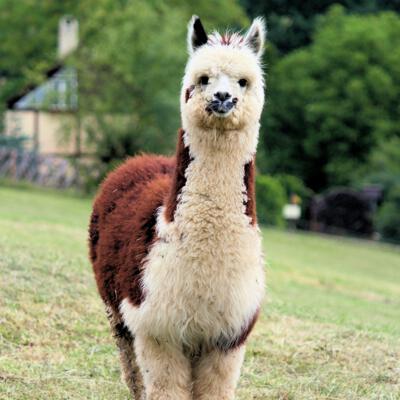Alpaca