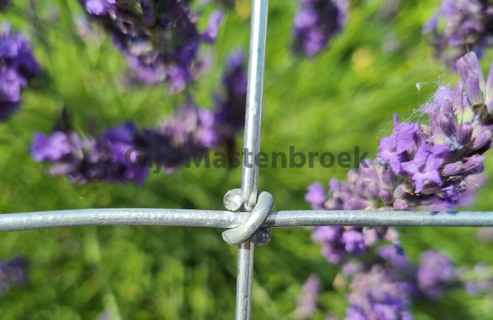 Tornadogaas torusknoop