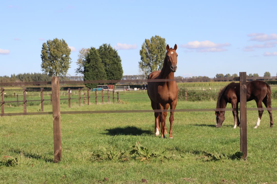 Gijs Mastenbroek Afrasteringen